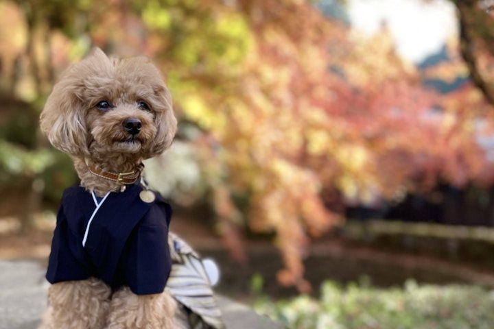 お正月,衣装,犬,コスプレ,猫