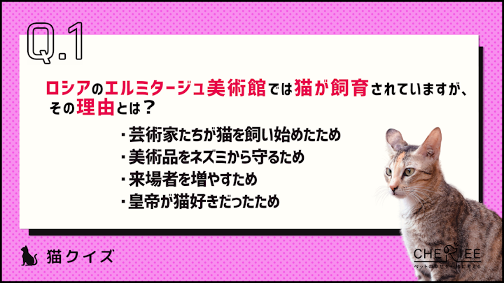 【クイズ】どれだけ知ってる?もっと猫が好きになる雑学クイズ②のアイキャッチ画像