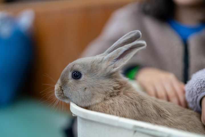 命の授業,ウサギ,学校,子ども,獣医師