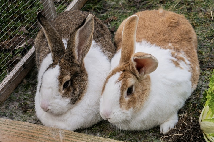 命の授業,ウサギ,学校,子ども,獣医師