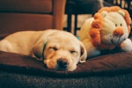 パピーウォーカー,ラブラドール・レトリバー,犬,盲導犬,ボランティア