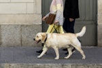 パピーウォーカー,ラブラドール・レトリバー,犬,盲導犬,ボランティア