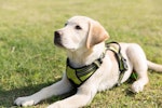 パピーウォーカー,ラブラドール・レトリバー,犬,盲導犬,ボランティア