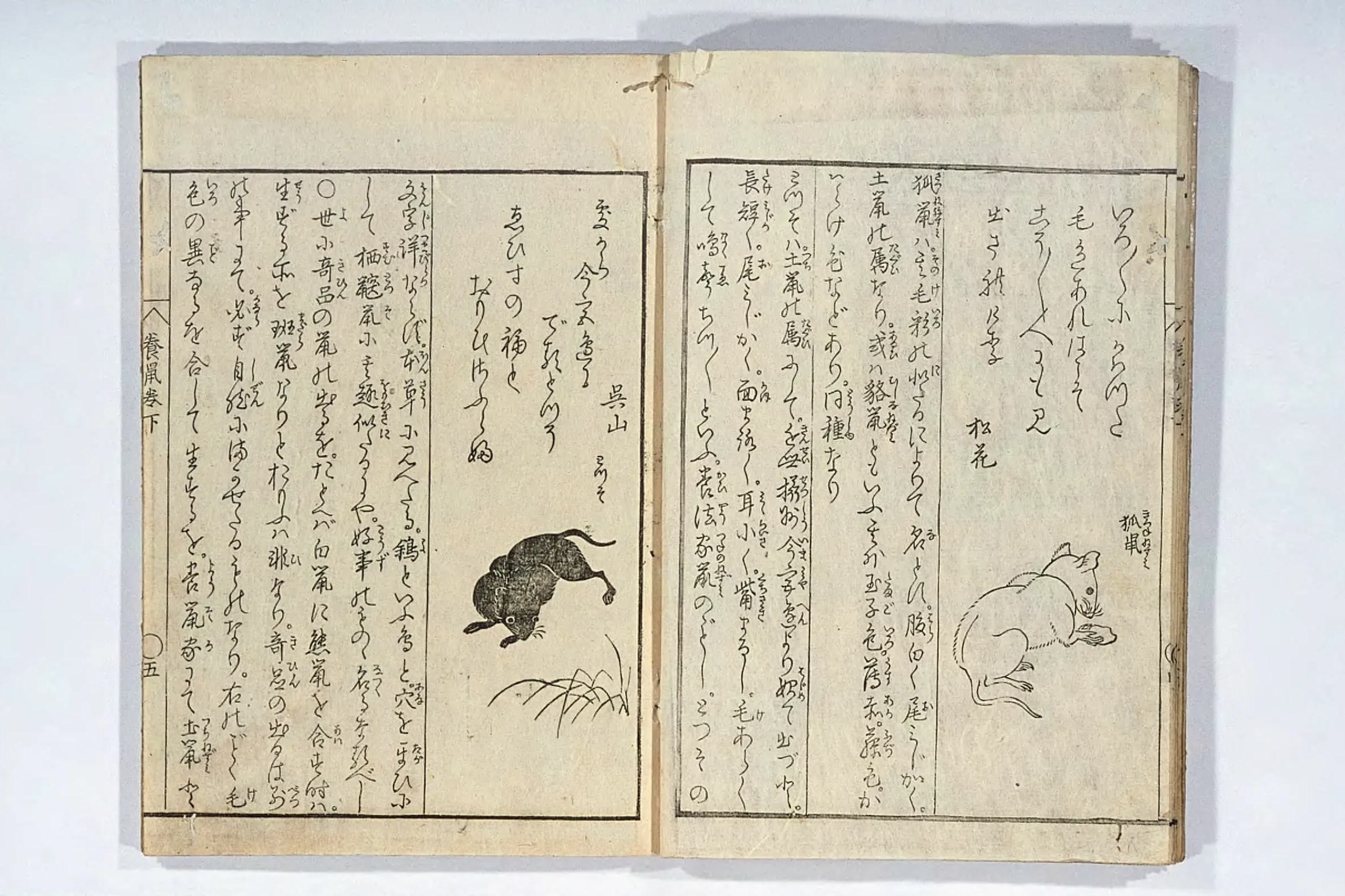江戸時代はネズミのペットブーム？2種類の古書で見る当時の飼育事情