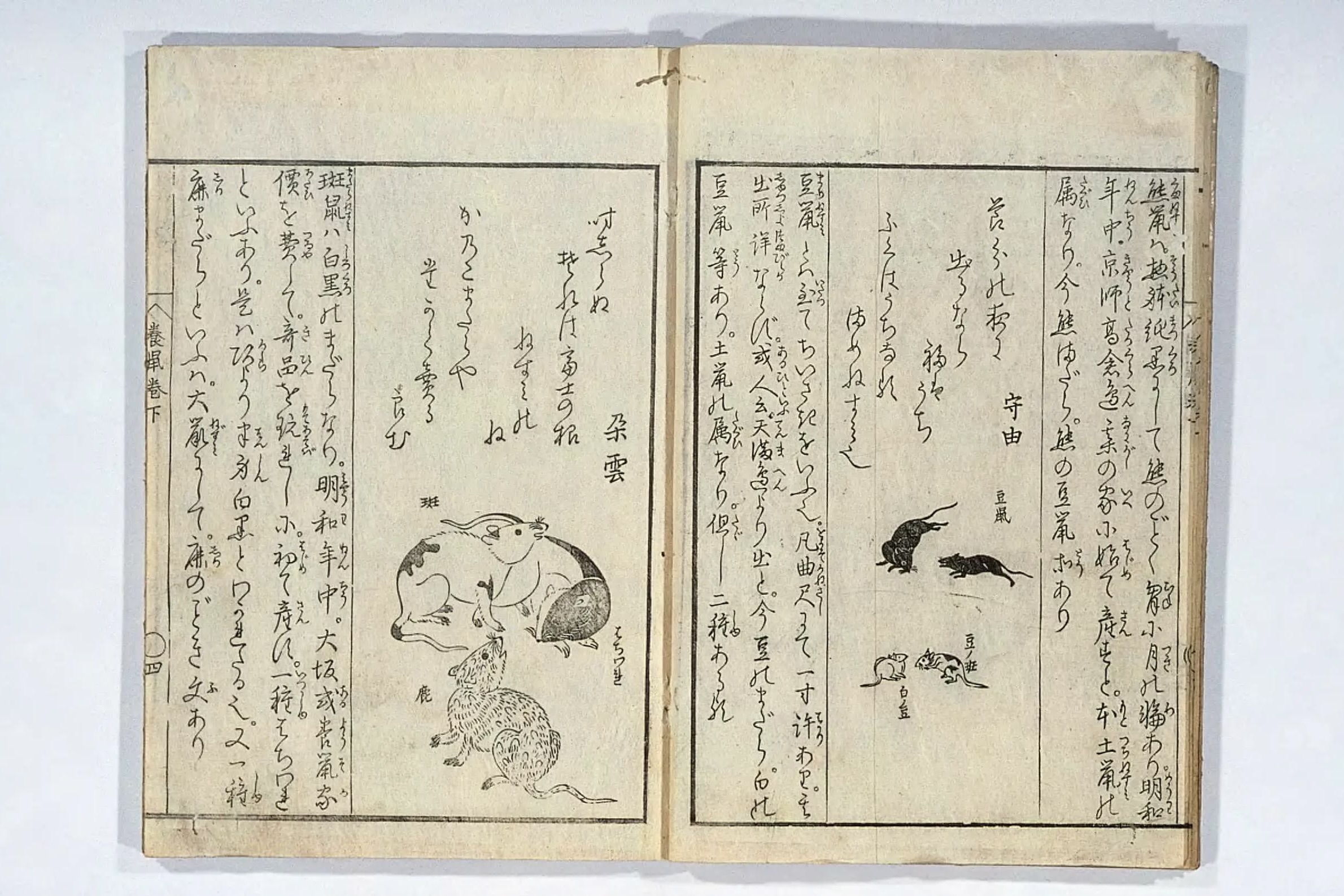 江戸時代はネズミのペットブーム？2種類の古書で見る当時の飼育事情