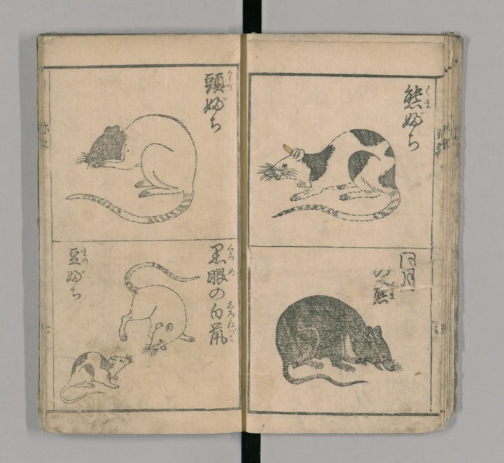 江戸時代,珍玩鼠育草,ネズミ,ペット,養鼠玉のかけはし,歴史