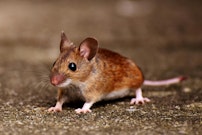 記事カテゴリ第1位