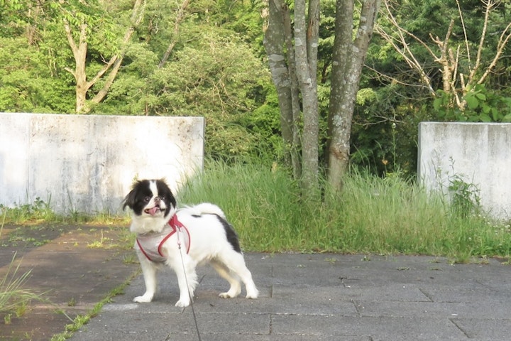 犬,江戸時代,飼育本,狆,藩主