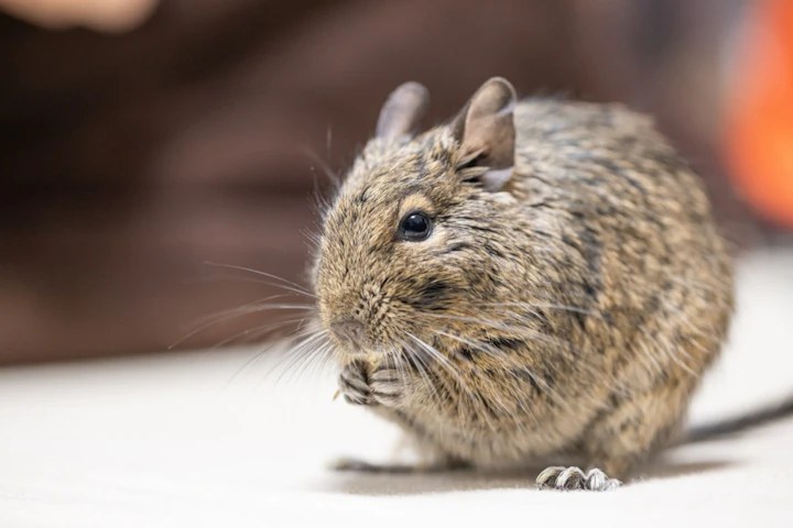 デグーは頭がいいって本当？3歳児くらいの知能を持つげっ歯類 - CHERIEE あにまるマガジン