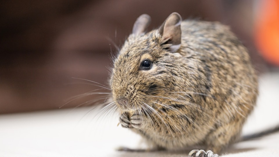 デグーは頭がいいって本当?3歳児くらいの知能を持つげっ歯類