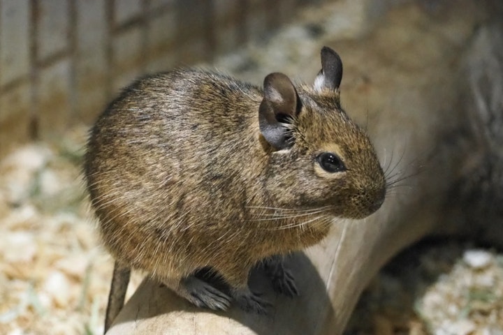 頭がいい,芸,退屈,デグー,道具