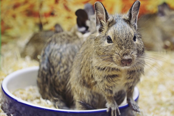 頭がいい,芸,退屈,デグー,道具