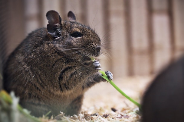 デグーのエサやおやつは何を与えればいいの？選び方や与え方を解説のアイキャッチ画像