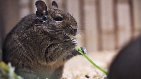 デグーのエサやおやつは何を与えればいいの?選び方や与え方を解説のアイキャッチ画像