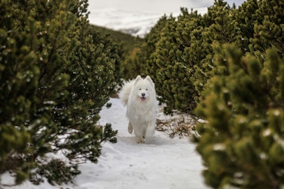 関東近郊で愛犬と雪遊びできるスポット5選！日帰りでも楽しめるのアイキャッチ画像