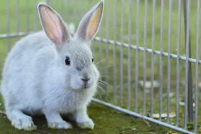 ウサギの飼い方とは？グッズやフード選び、飼育のポイントを解説のアイキャッチ画像