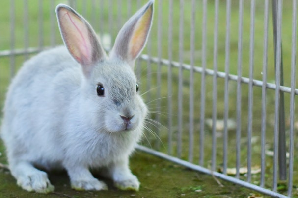 ウサギの飼い方とは？グッズやフード選び、飼育のポイントを解説のアイキャッチ画像