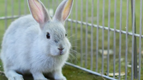 ウサギの飼い方とは?グッズやフード選び、飼育のポイントを解説のアイキャッチ画像