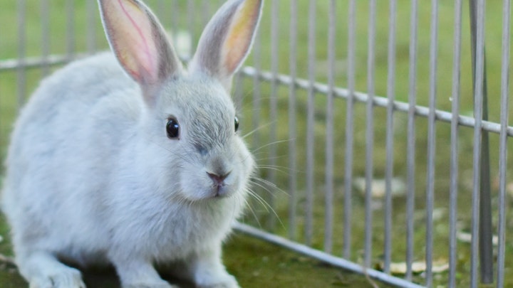 ウサギの飼い方とは?グッズやフード選び、飼育のポイントを解説のアイキャッチ画像