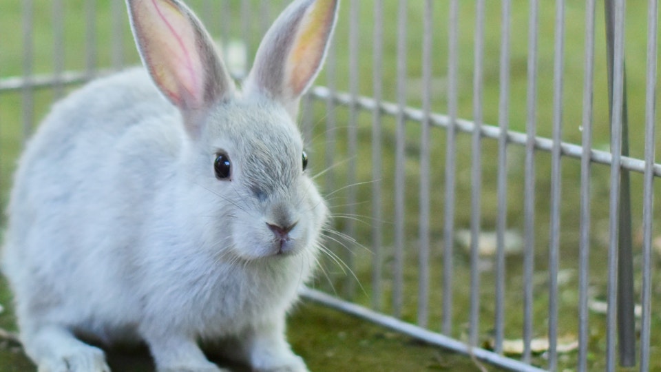 ウサギの飼い方とは?グッズやフード選び、飼育のポイントを解説