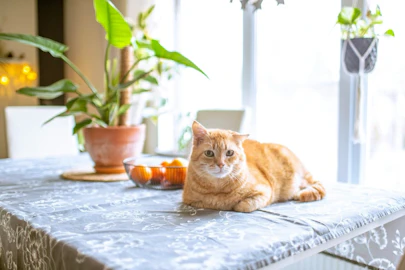 猫がいても大丈夫！安心して飾れるおしゃれな観葉植物10選のアイキャッチ画像