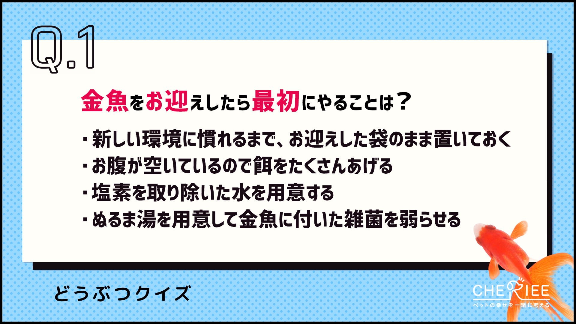【クイズ】金魚の正しい飼い方、あなたは知っていますか？