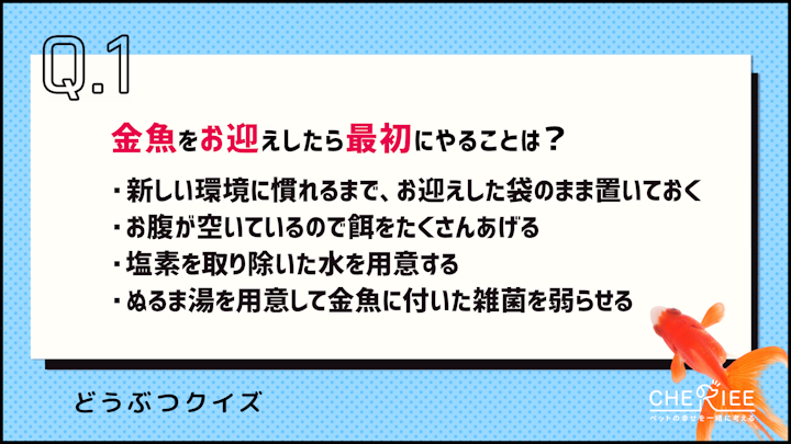 【クイズ】金魚の正しい飼い方、あなたは知っていますか？のアイキャッチ画像