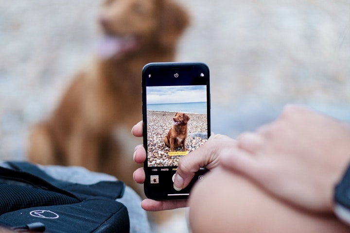 スマホ,出品,犬,猫,写真,販売,ペット