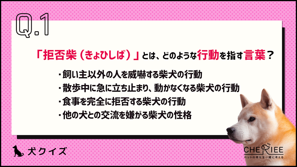 【クイズ】どんな意味がある?柴犬の「拒否柴」とは