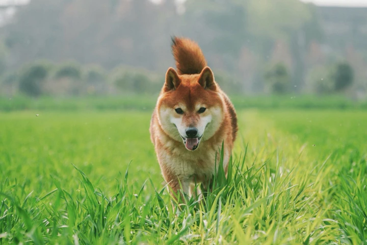 伊勢神宮,犬,江戸時代,お伊勢参り,おかげ参り,参拝