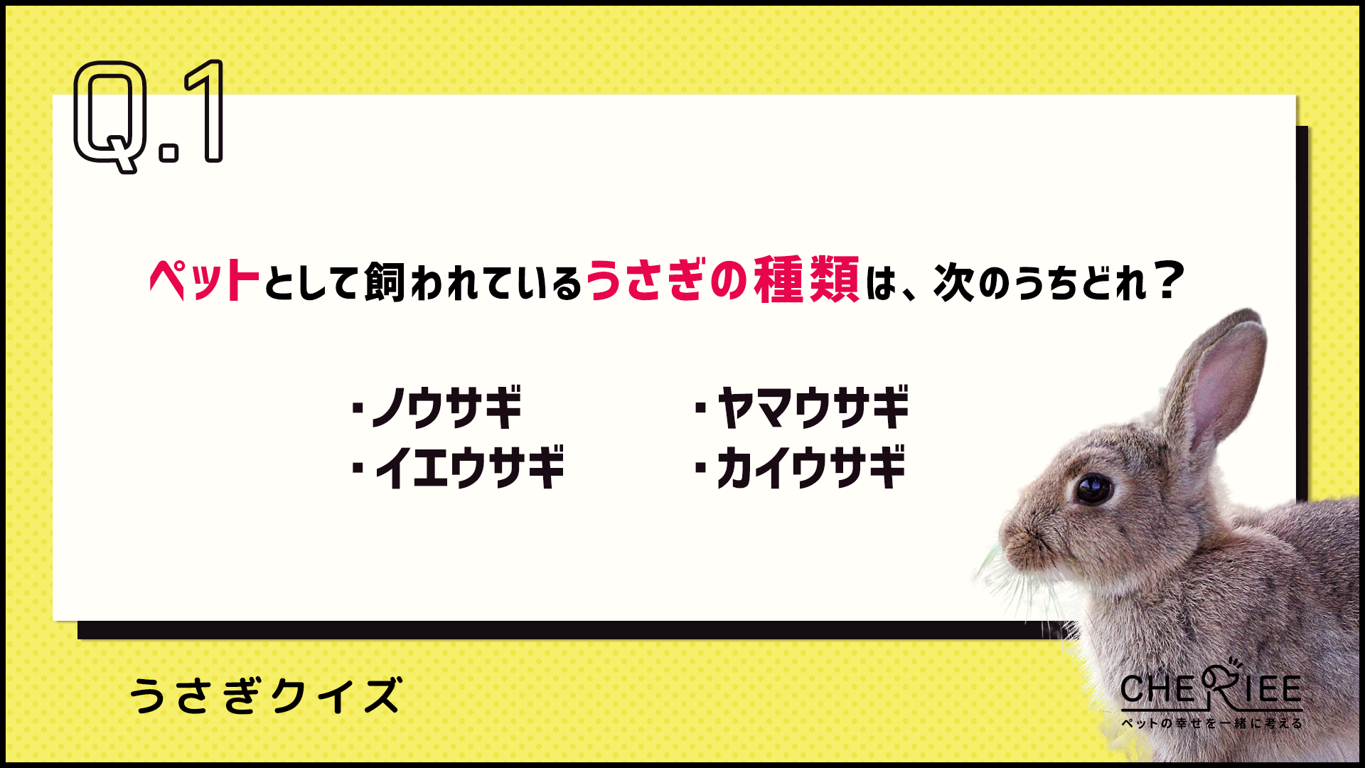 【クイズ】あなたはいくつ正解できる？うさぎの雑学クイズ②