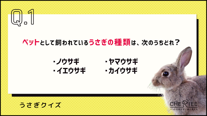 【クイズ】あなたはいくつ正解できる？うさぎの雑学クイズ②のアイキャッチ画像
