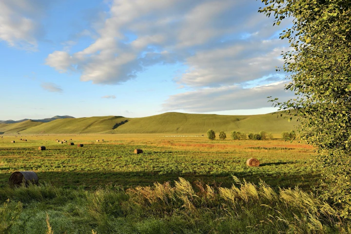衛生,家畜,獣医師,公務員,仕事,動物