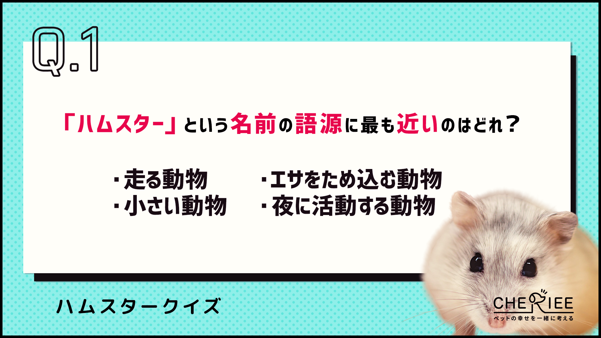 【クイズ】ハムスターの名前の由来知ってる？
