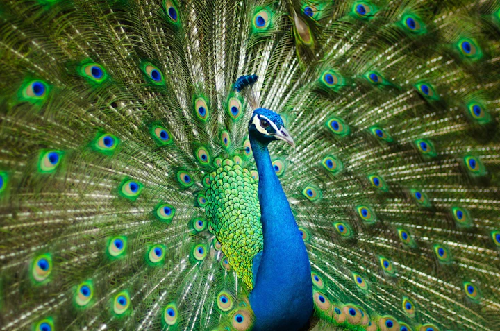 江戸時代, 花鳥茶屋, 孔雀茶屋, 鳥カフェ, 鳥茶屋, 見世物小屋