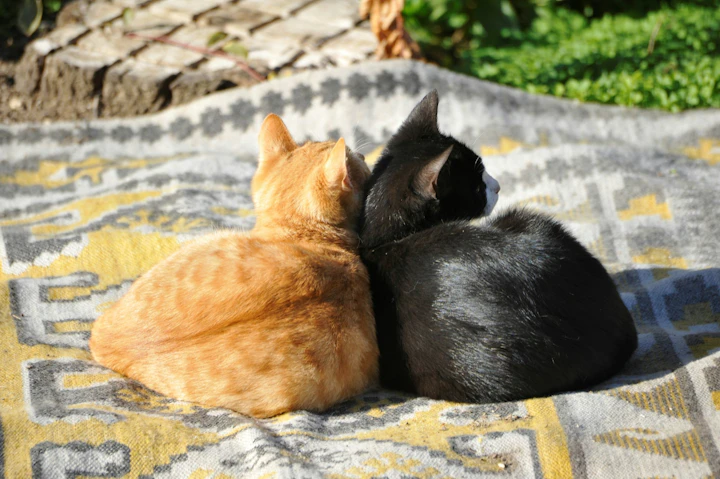 肝リピドーシス,脂肪肝,肥満,肝臓,好発疾患