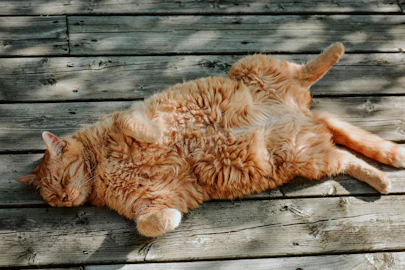 【獣医師監修】肥満猫は要注意!猫の肝リピドーシスとはのアイキャッチ画像
