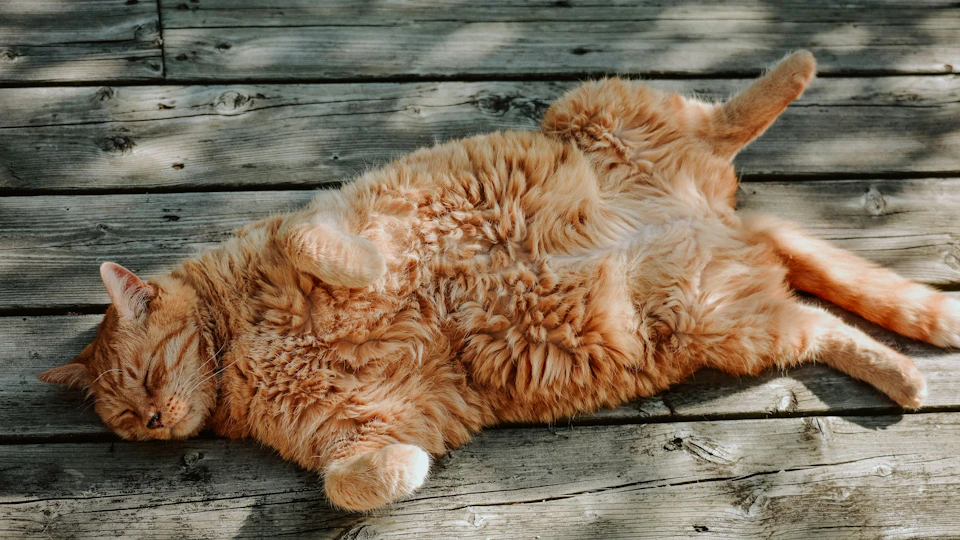 【獣医師監修】肥満猫は要注意!猫の肝リピドーシスとは