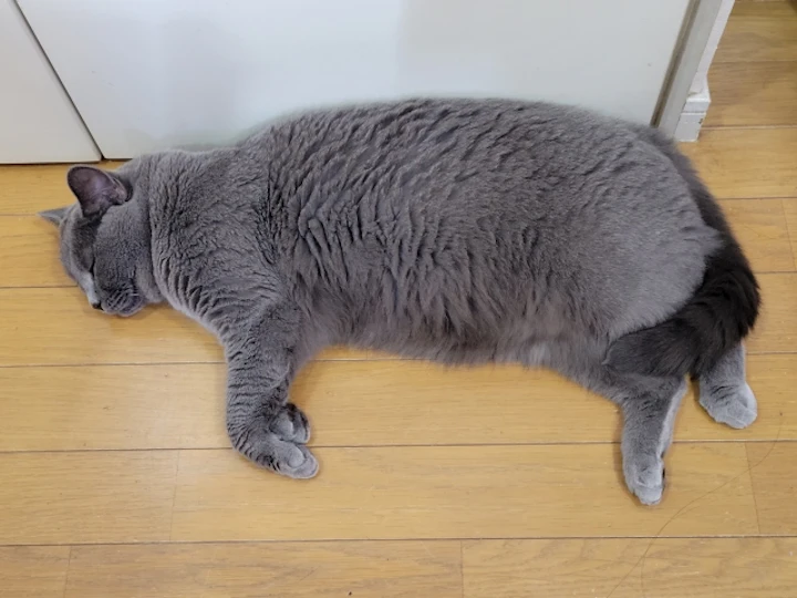 肝リピドーシス,脂肪肝,肥満,肝臓,好発疾患