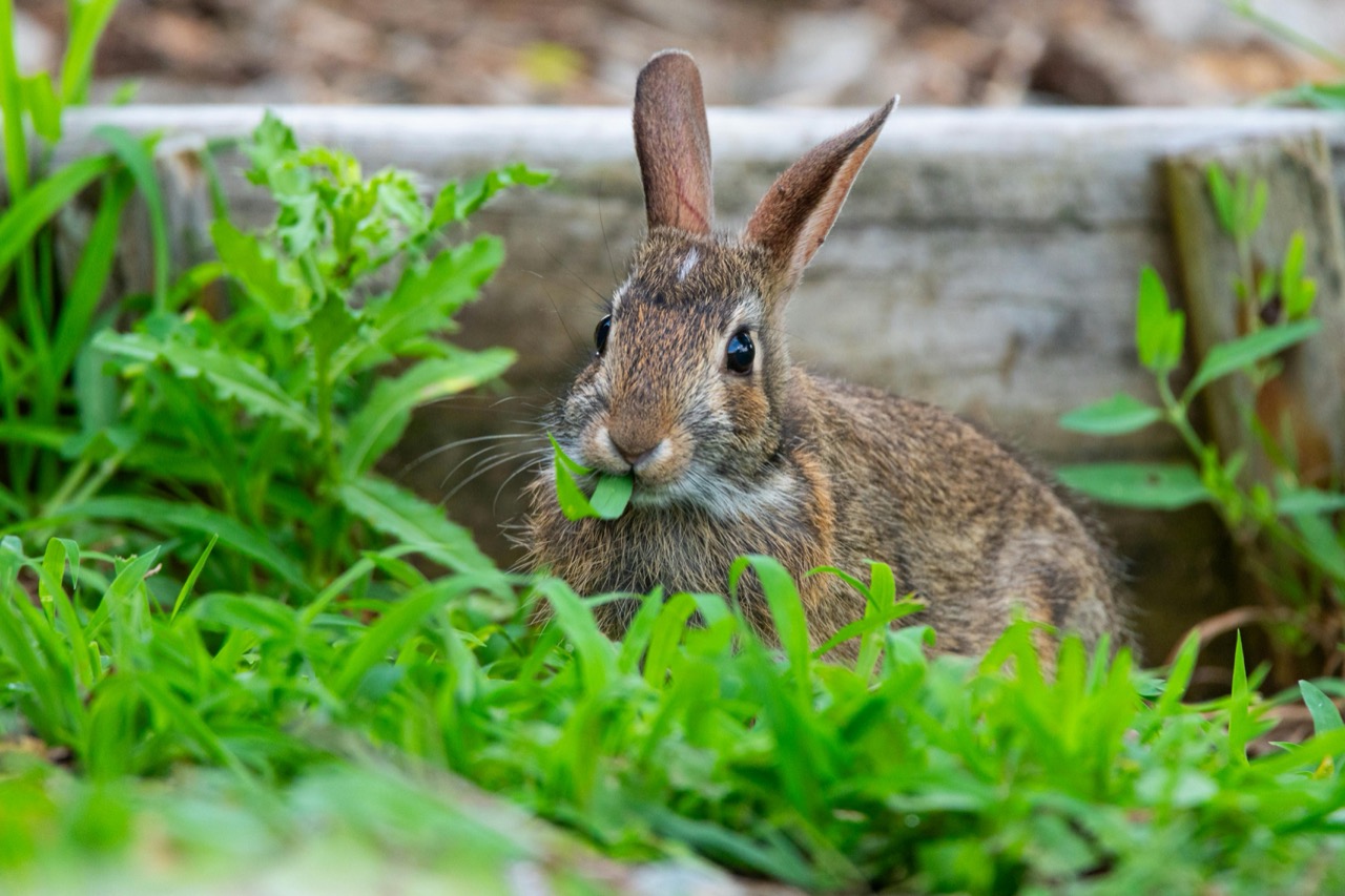 ウサギの食事は何をどう与える？元気に長生きさせるために大切なこと