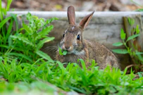 記事カテゴリ第1位