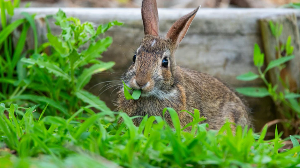 ウサギの食事は何をどう与える?元気に長生きさせるために大切なこと