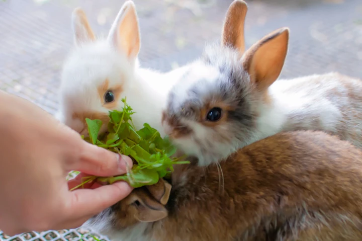 ウサギ,エサ,食事,ペレット,牧草,野菜