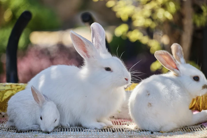 ウサギ,エサ,食事,ペレット,牧草,野菜