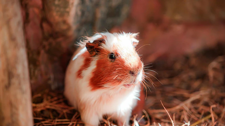 モルモットが臭いのは体臭?掃除不足?ニオイの原因や対策を解説のアイキャッチ画像