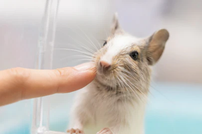 デグーをなつかせるにはどうする?仲良くなる方法や注意点を解説のアイキャッチ画像