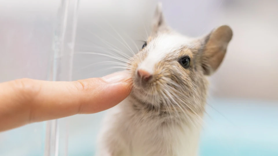 デグーをなつかせるにはどうする?仲良くなる方法や注意点を解説