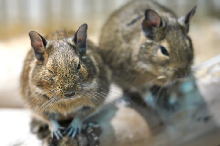 デグー,なつかせる,飼い方,飼い主,おやつ