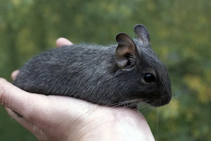 デグー,なつかせる,飼い方,飼い主,おやつ