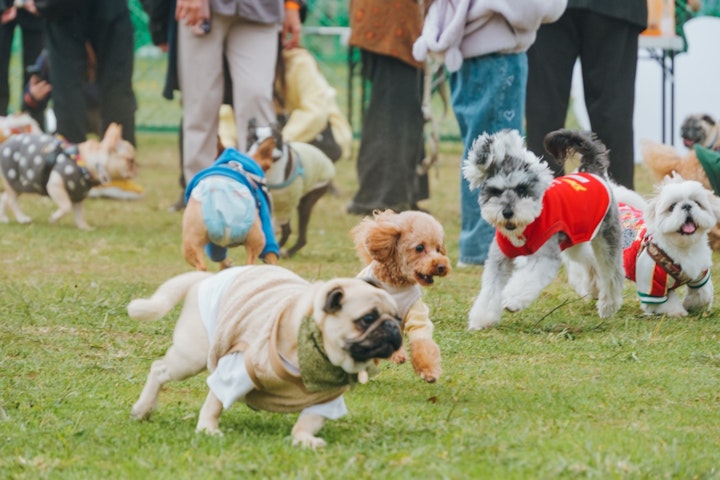 イベント,犬,駒沢公園,ジャパンわんこエキスポ,ドッグイベント,東京